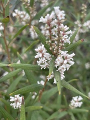 Leucopogon australis