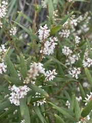 Leucopogon australis
