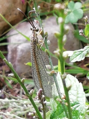 Brachynemurus