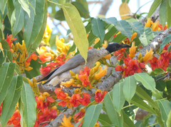 Philemon corniculatus