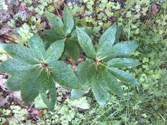 Helleborus odorus