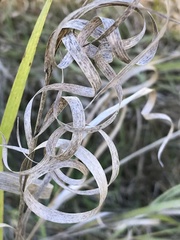 Panicum hallii