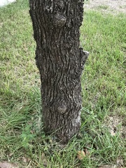 Sideroxylon lanuginosum