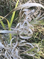 Panicum hallii