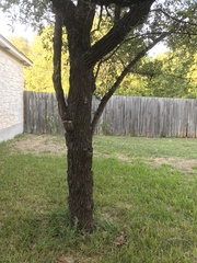 Sideroxylon lanuginosum