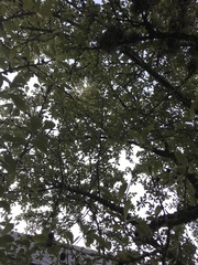 Sideroxylon lanuginosum