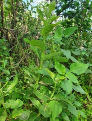 Verbesina sphaerocephala