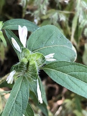 Tetramerium