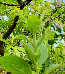 Verbesina sphaerocephala