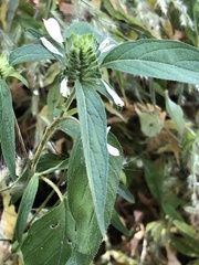 Tetramerium