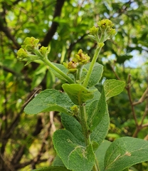 Verbesina sphaerocephala
