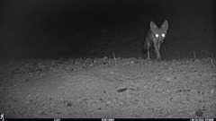 Vulpes macrotis mutica