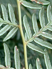 Pteridium esculentum esculentum