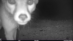 Vulpes macrotis mutica