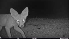 Vulpes macrotis mutica