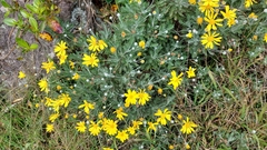 Euryops pectinatus