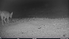 Vulpes macrotis mutica