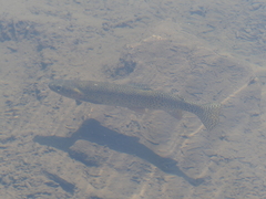 Oncorhynchus clarkii