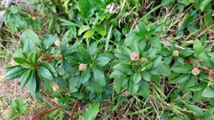 Berberis vulgaris