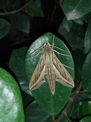 Hippotion celerio
