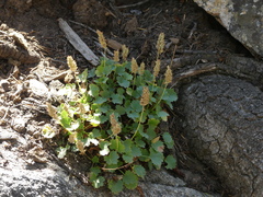 Heuchera