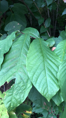 Asimina triloba