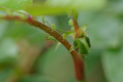 Macrosiphum rosae