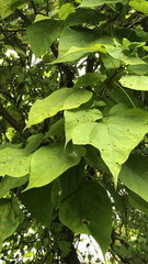 Catalpa