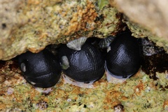 Nerita melanotragus