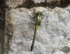 Gomphus vulgatissimus