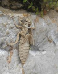 Gomphus vulgatissimus