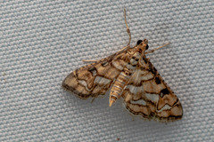 Hileithia magualis