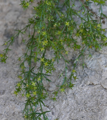 Galium microphyllum
