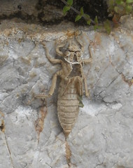 Gomphus vulgatissimus