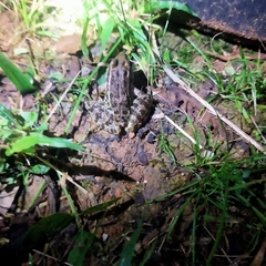 Lithobates magnaocularis