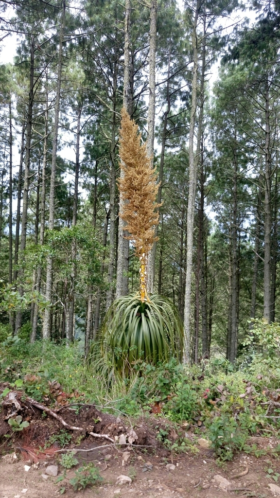 Nolina azureogladiata