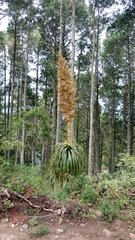 Nolina azureogladiata