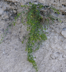 Galium microphyllum