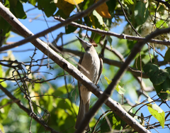 Philemon citreogularis