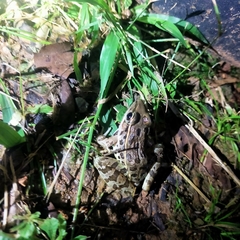 Lithobates magnaocularis