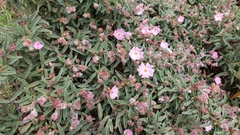 Cistus × skanbergii