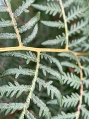 Pteridium esculentum esculentum