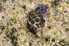 Tenguella marginalba