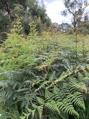Pteridium esculentum esculentum