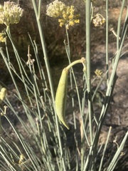 Asclepias subulata