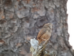 Campylorhynchus gularis