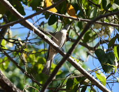 Philemon citreogularis