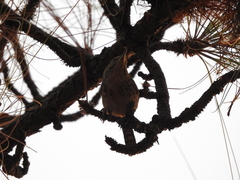 Campylorhynchus gularis