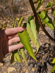 Juglans hindsii