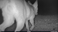 Vulpes macrotis mutica